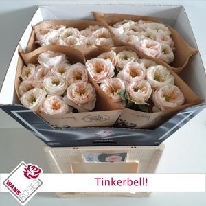 10x Rosa tinkerbell 60cm