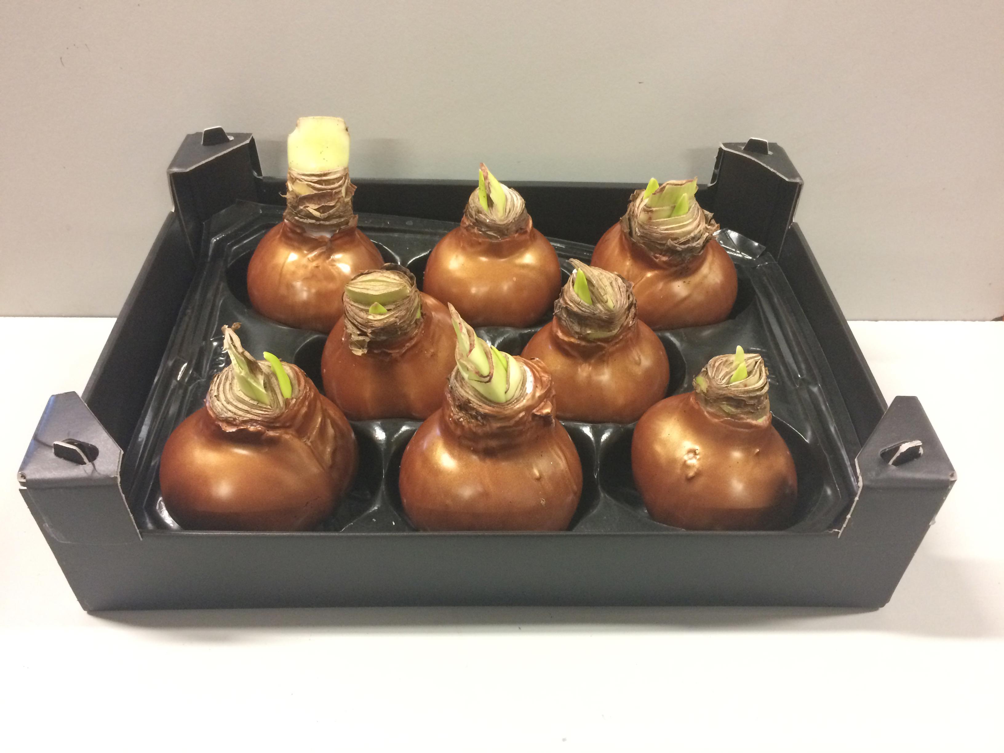 8x Dc wax hipp.koper
