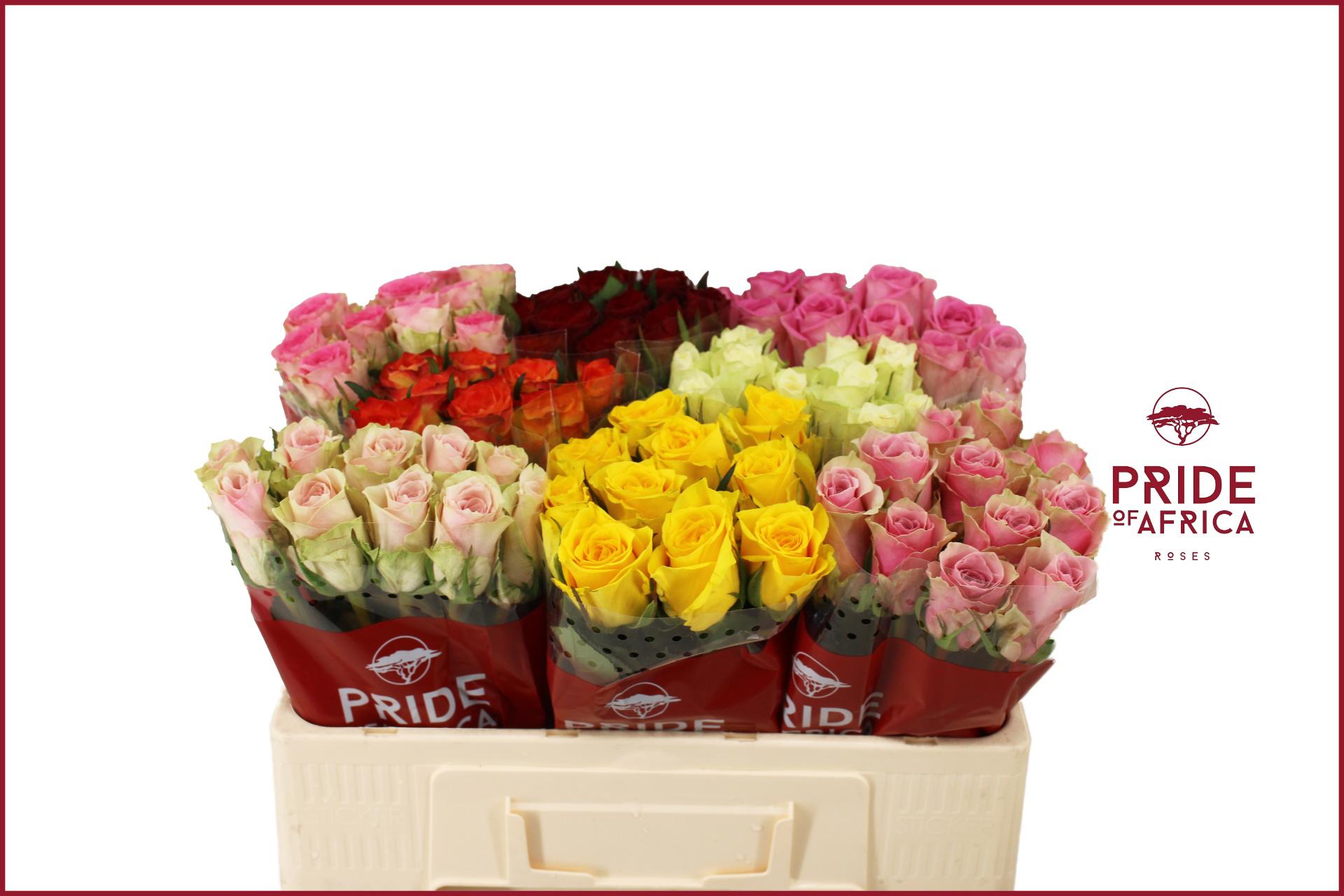 80x Rosa mix var.(grootbloemig) 50cm