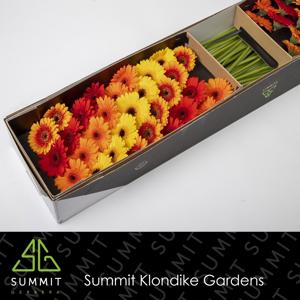 75x Germ.dream mix orange 70cm