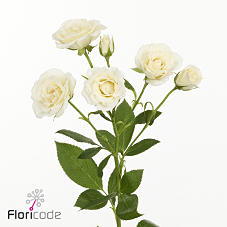 12x Rosa white majolika 50cm