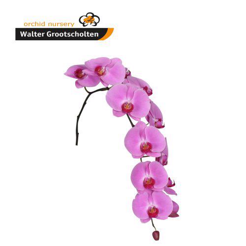 10x Phal.happy valentina 80cm