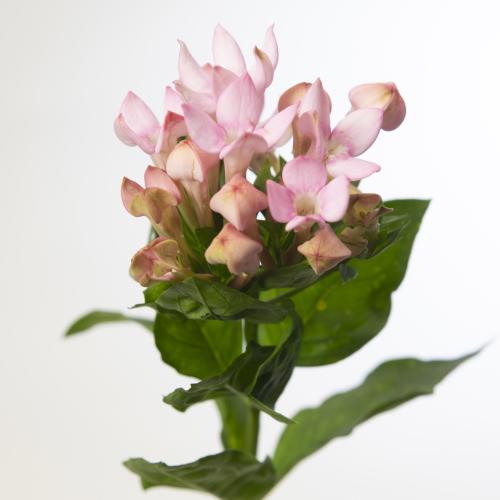10x Bouv.sweet jewel 50cm