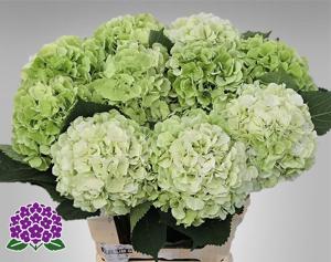 10x Hydr.white verena classic 60cm