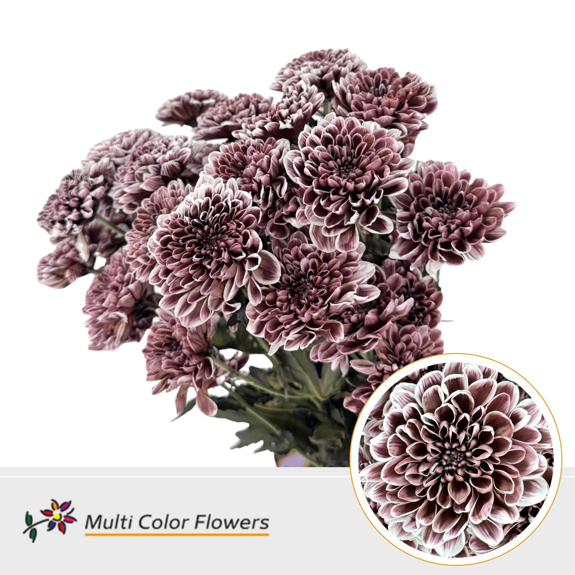10x Chrysant altaj bruin 60cm