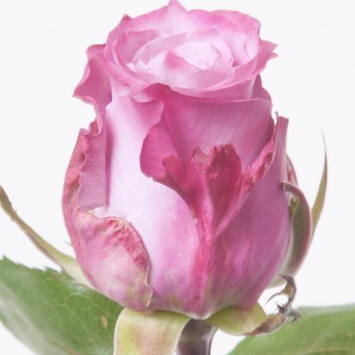 20x Rosa maritim 40cm