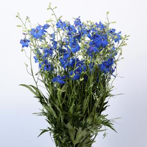 20x Delph.volkerfrieden 70cm