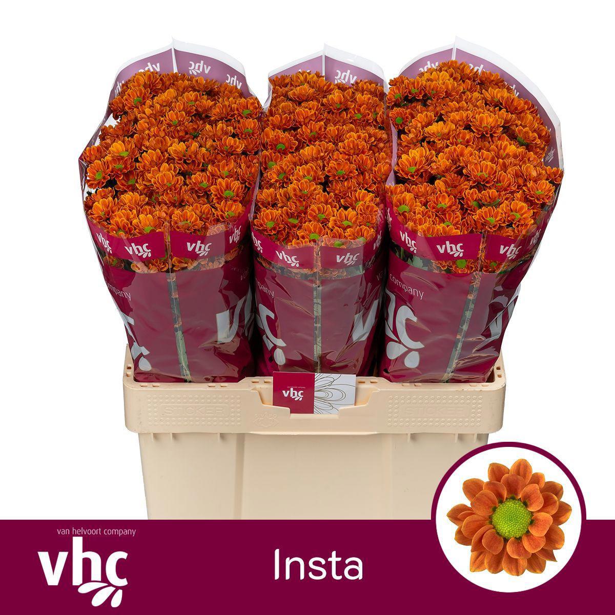 25x Chrysant san.insta 50cm