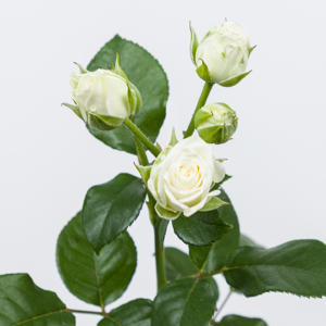 10x Rosa white lady 70cm
