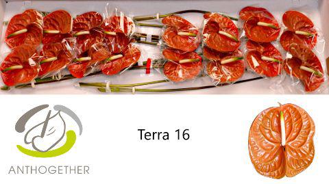 16x Anth.terra 10cm