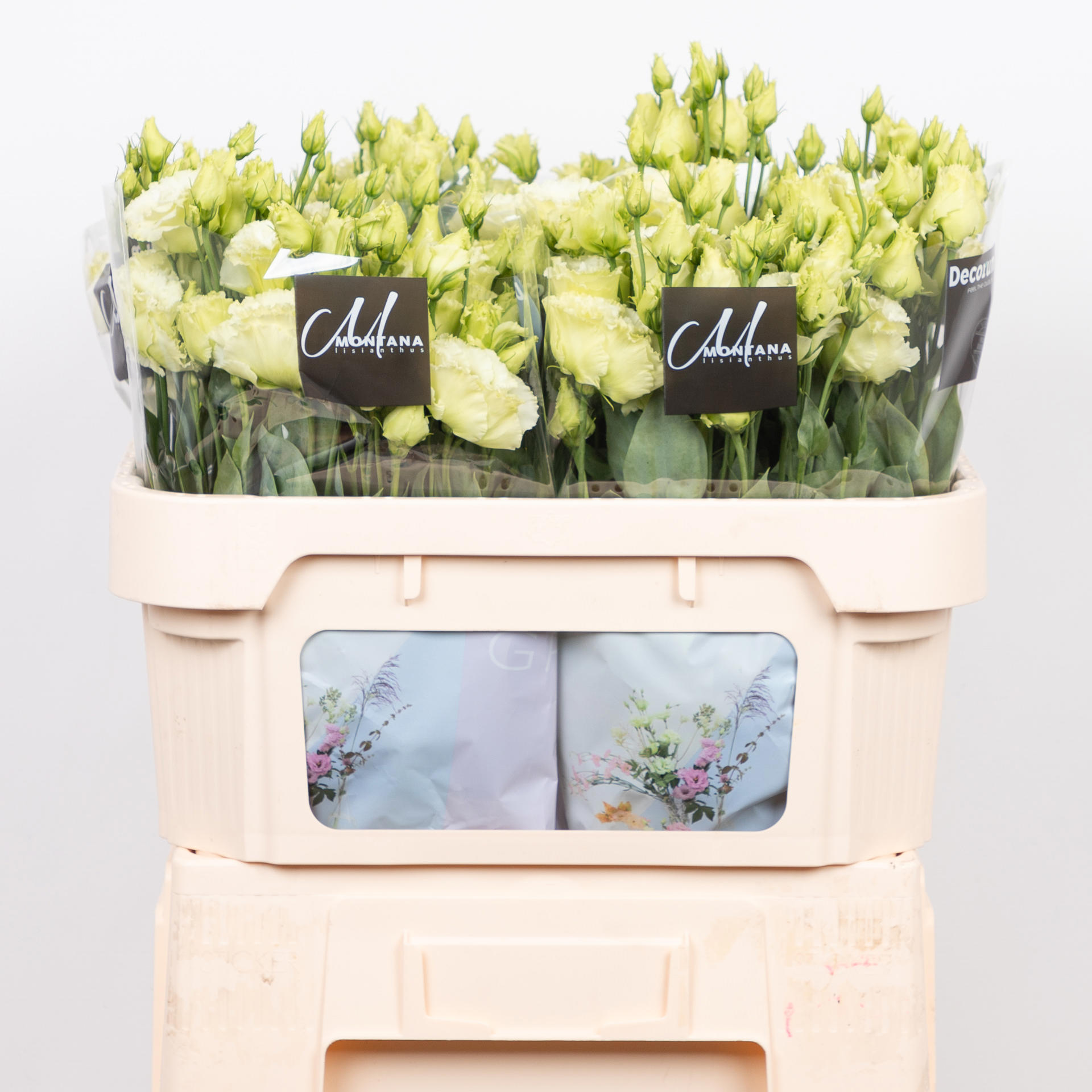 10x Eust.alissa green du 70cm