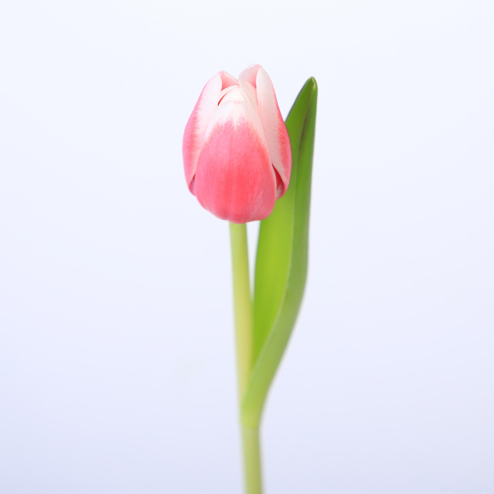 50x Tulipa 1 rood/wit en 40cm