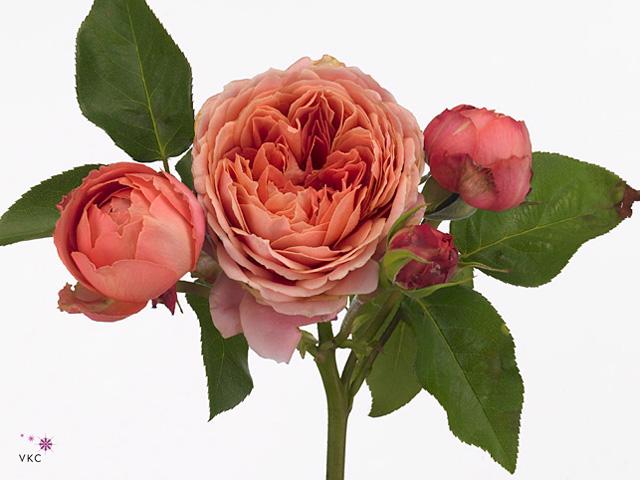 24x Rosa romantic antike freelander 50cm