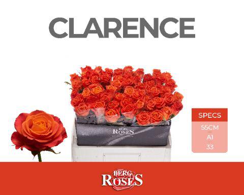 10x Rosa clarence 50cm