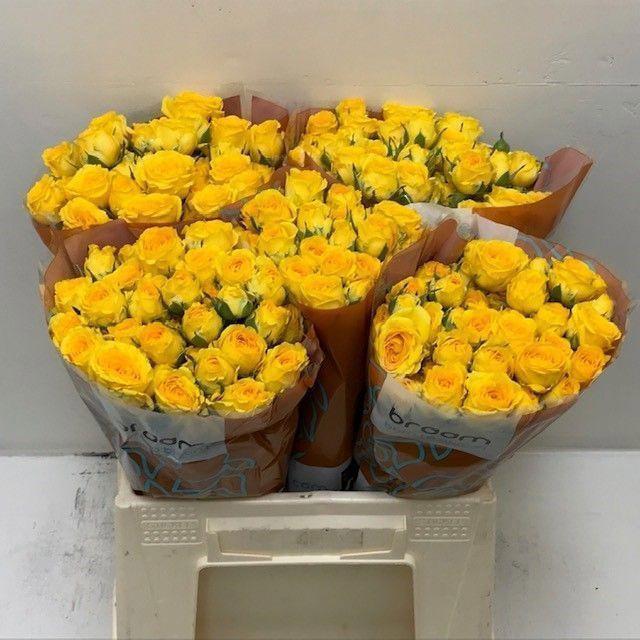 10x Rosa ramona 40cm