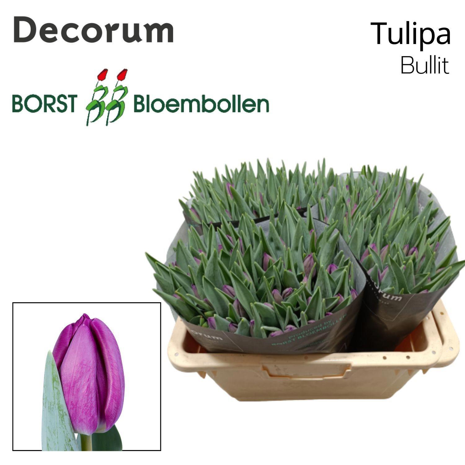 50x Tulipa bullit en 40cm