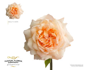 24x Rosa gard.princess holly's hope 50cm