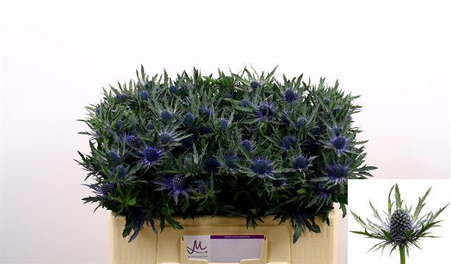 10x Eryngium orion questar 50cm