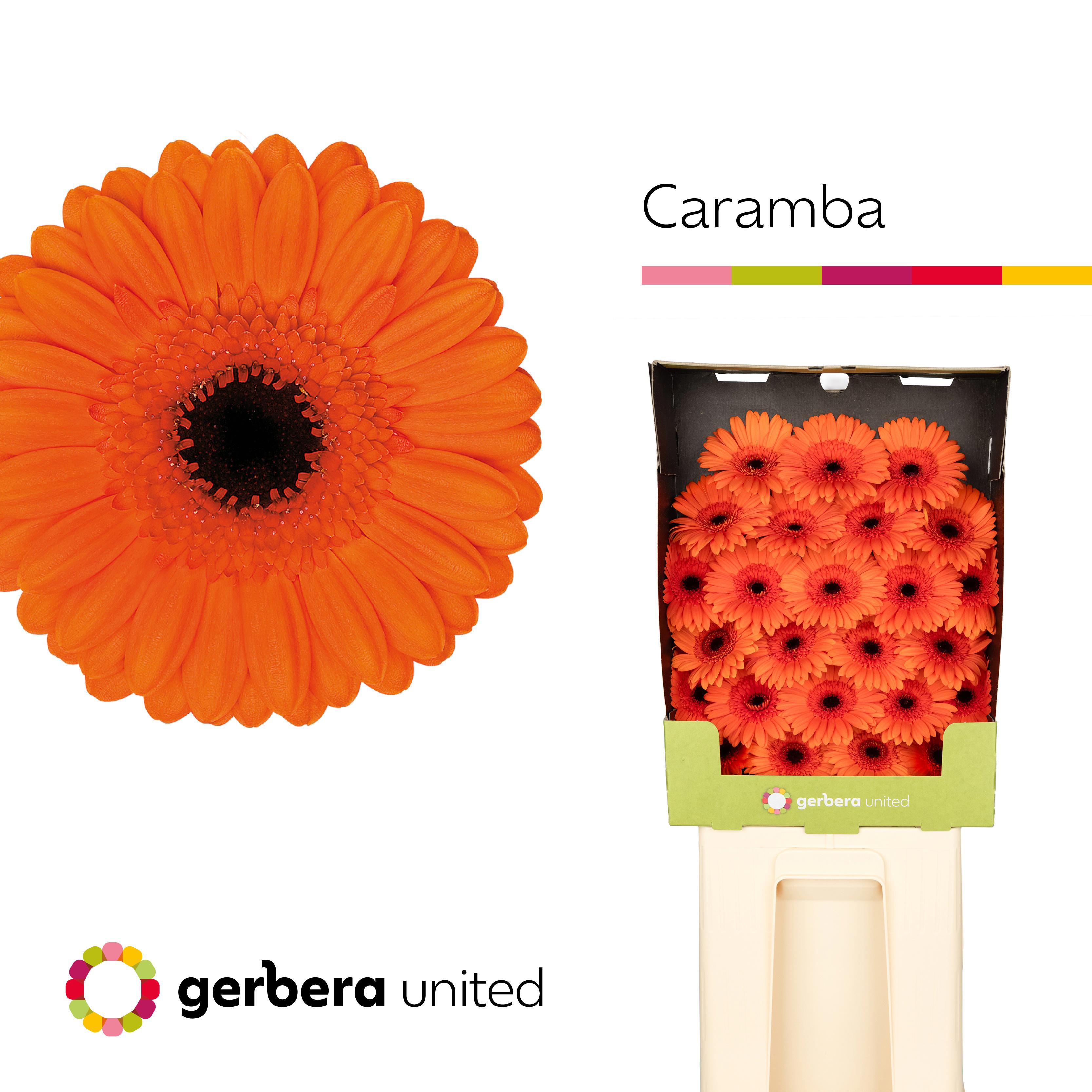 25x Germ.caramba 70cm