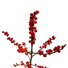 10x Ilex verticillata 40cm