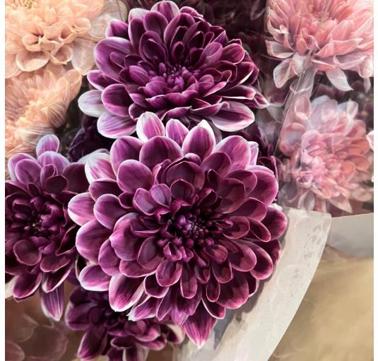 10x Chrysant altaj dark cherry 60cm