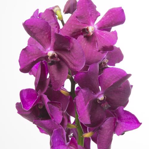 16x Vanda nit.raspberry cerise