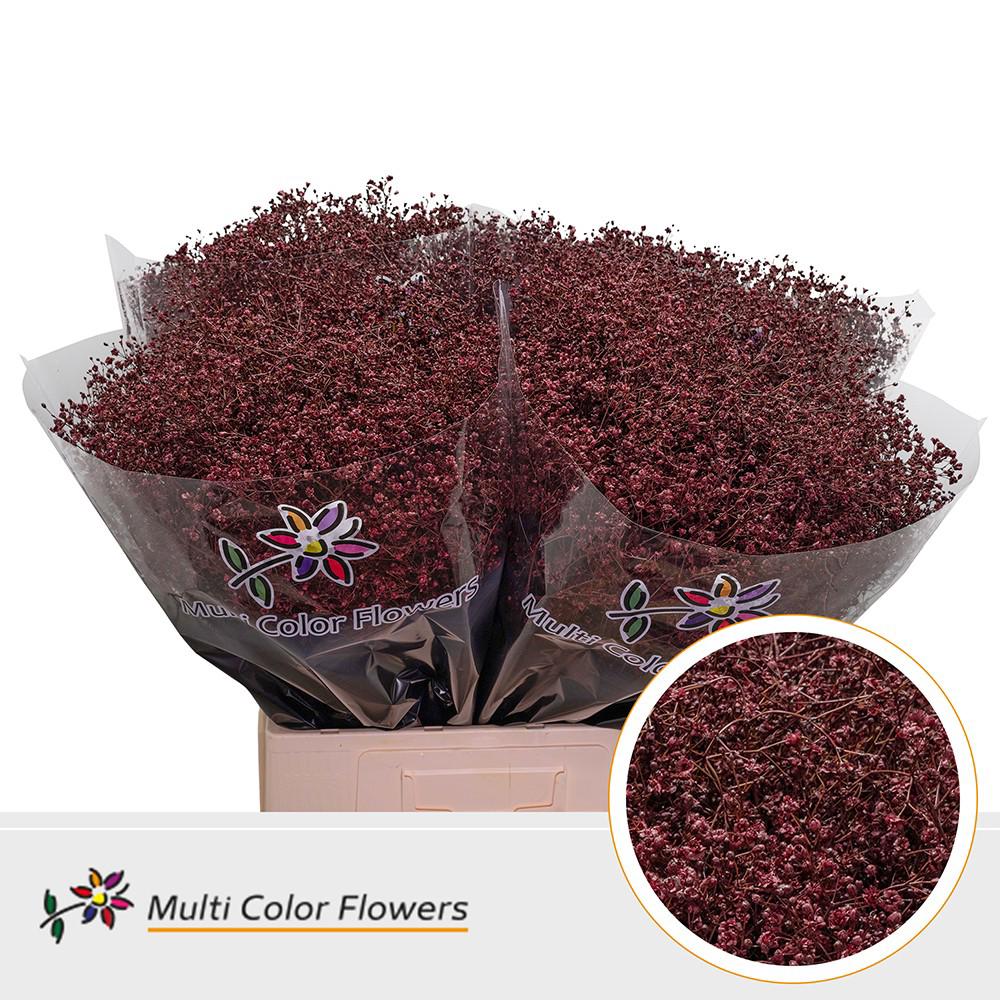 25x Gipskruid m.stars bordeaux 70cm