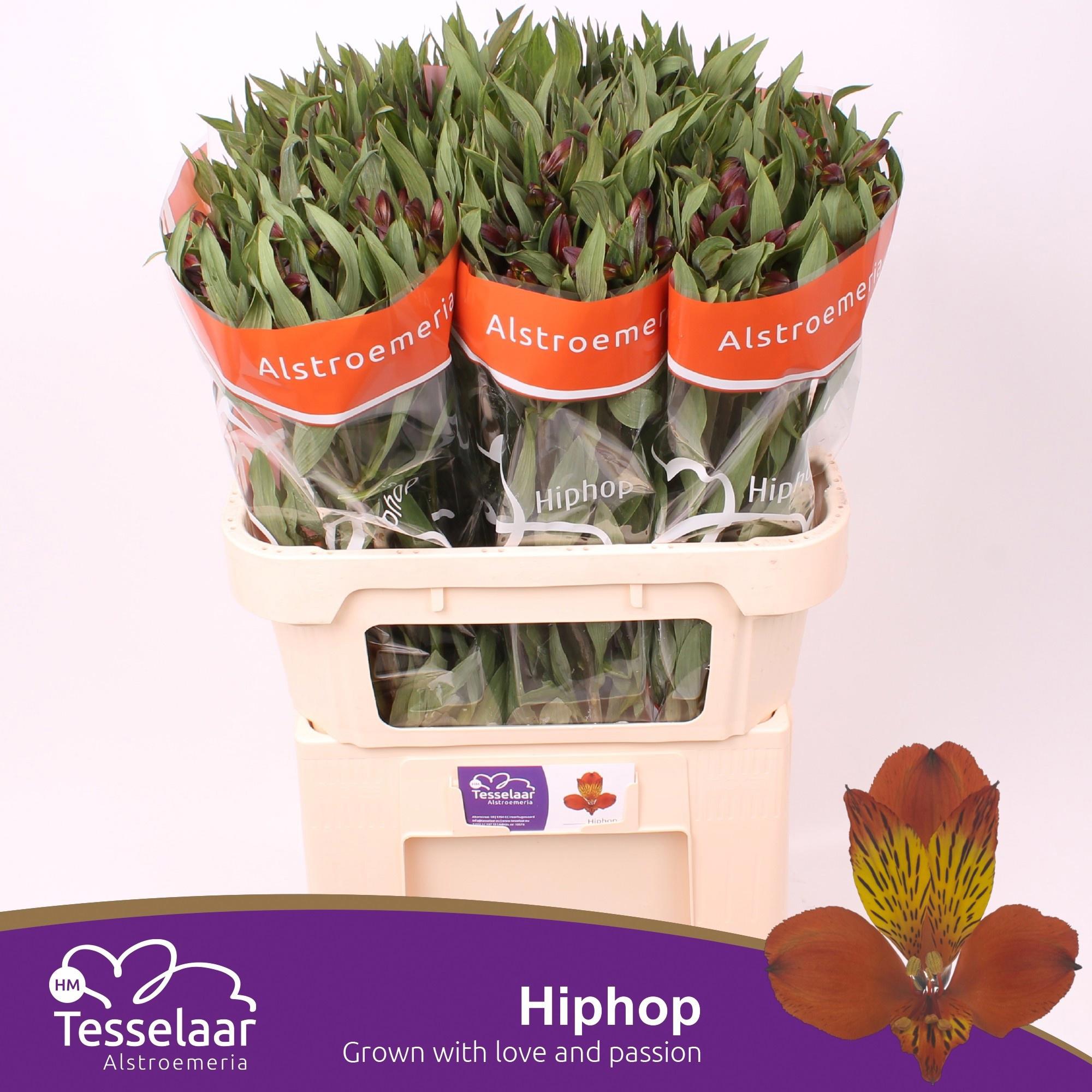 10x Alstroemeria hiphop 70cm