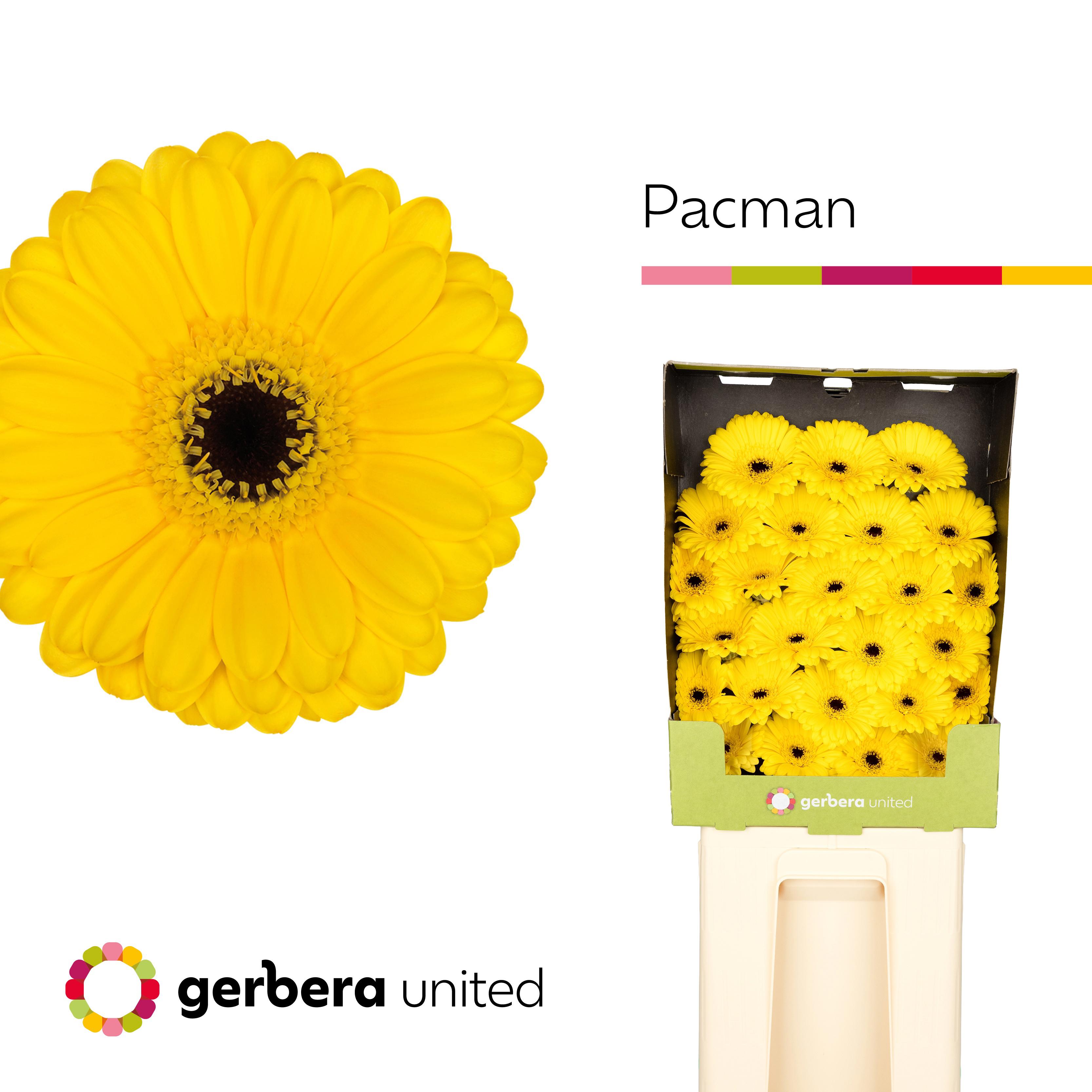 25x Germ.pacman 70cm