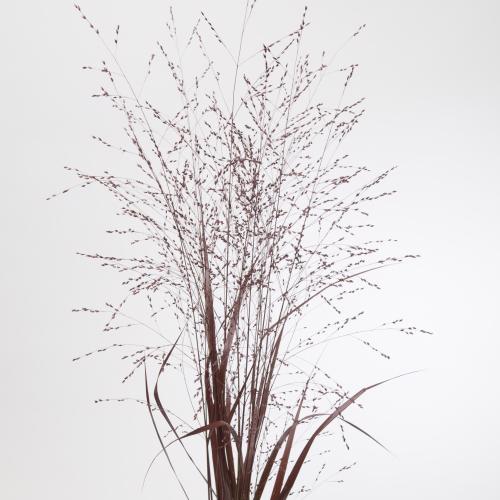 150x Gs panicum bordeaux 80cm