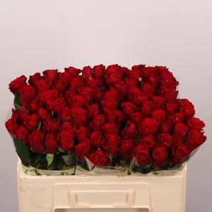 20x Rosa red ribbon 50cm