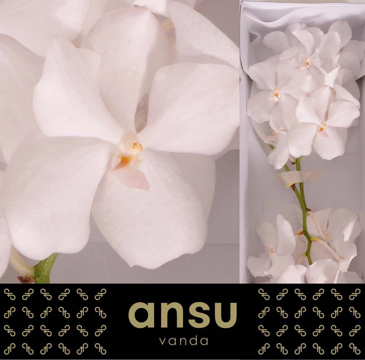 16x Vanda kan.ansu no.1 20cm
