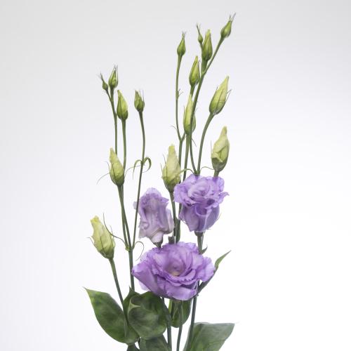 10x Eust.corelli lavender du 70cm