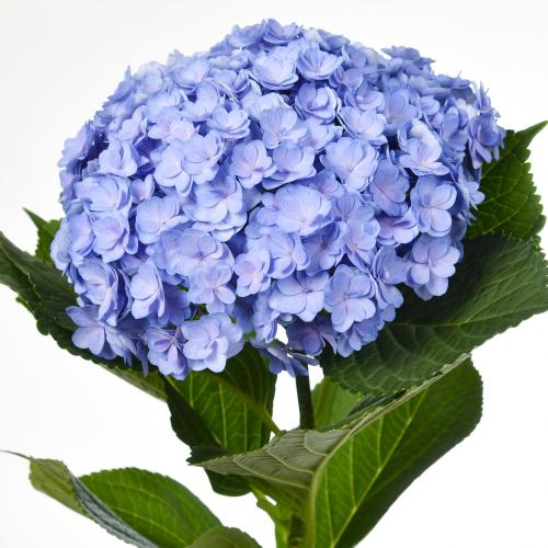 10x Hydr.mag.beautensia luxor(blauw) 80cm