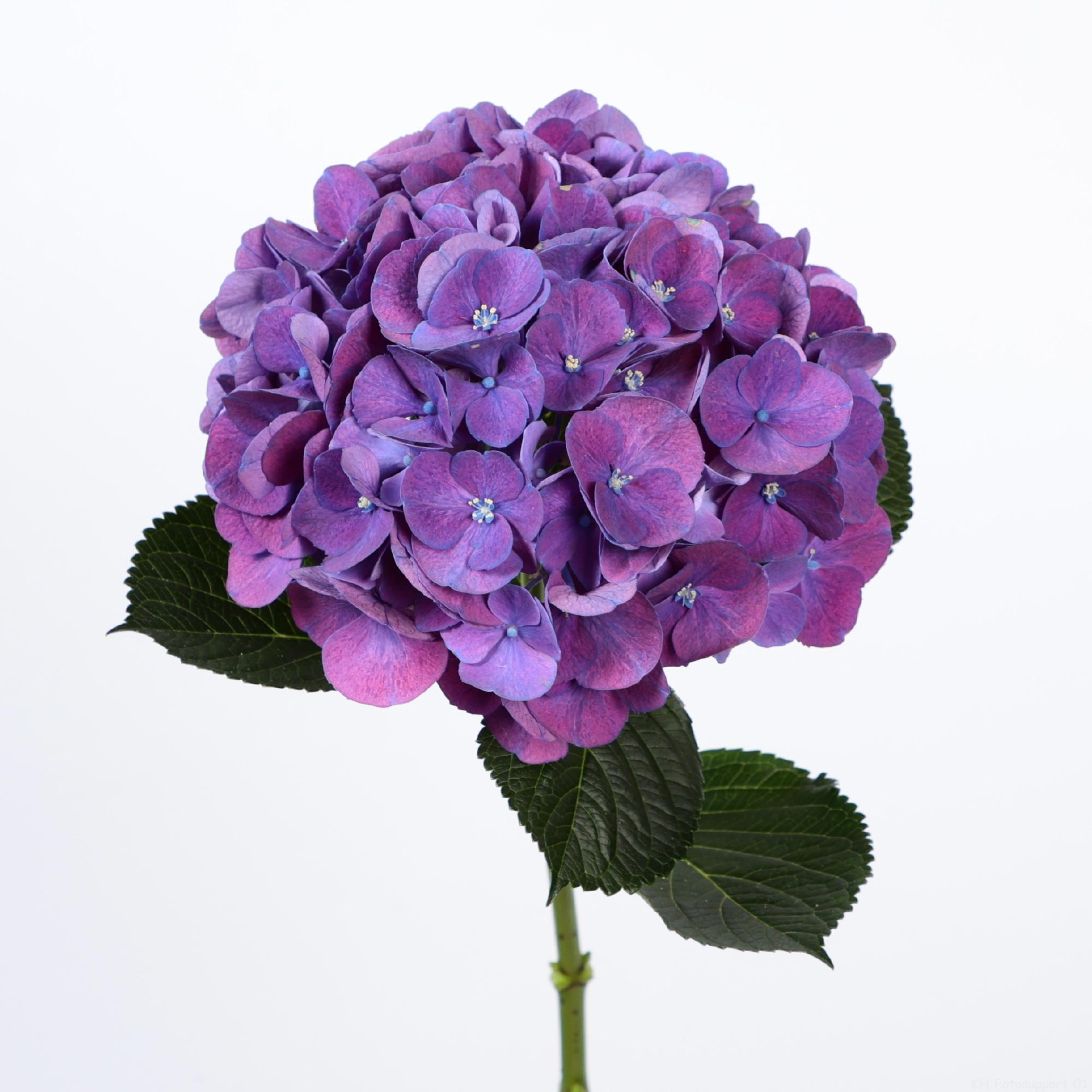 10x Hydr.royal opera 50cm