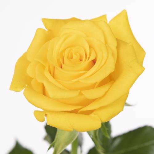 20x Rosa momentum+ 60cm