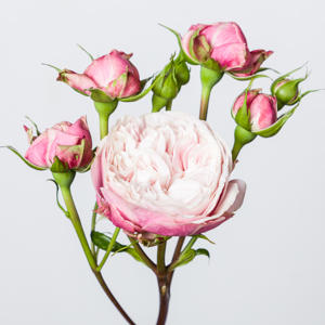 10x Rosa victorian classic@ 50cm