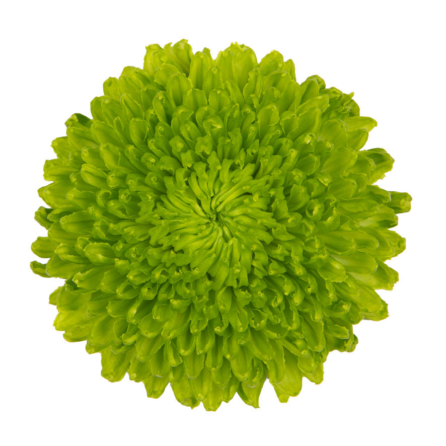 10x Chrysant alemani 70cm