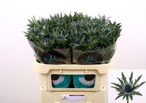 10x Eryngium orion questar 70cm