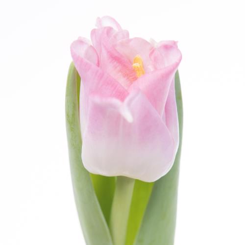 50x Tulipa crown dynasty co 30cm