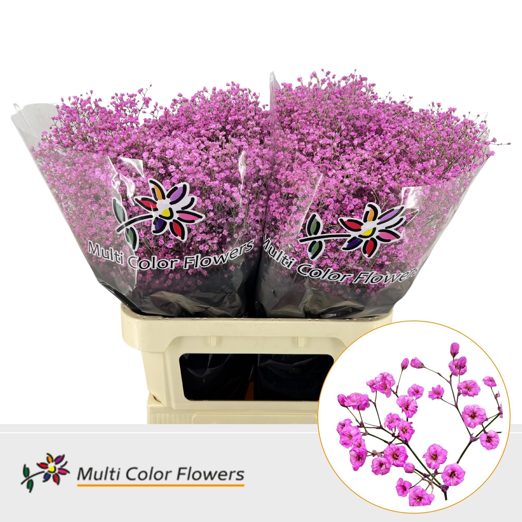 25x Gipskruid m.stars rose lady 80cm