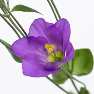 10x Eust.botanic blue en 70cm