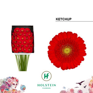 25x Germ.ketchup 70cm