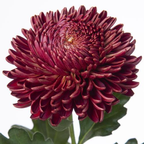 10x Chrysant bigoudi red 70cm