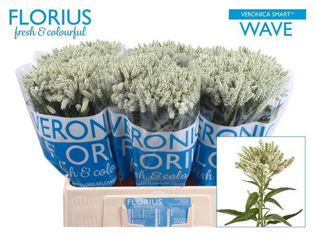 20x Veron.smart wave 60cm