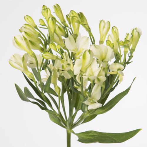 10x Alstroemeria flor.white pearls 70cm