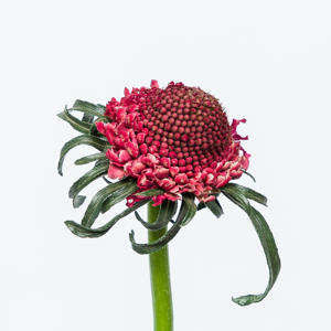 25x Scabiosa dark cherry scoop 60cm