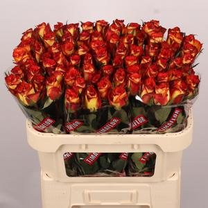 20x Rosa high & magic 70cm