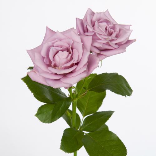 10x Rosa tr. a-lady 80cm