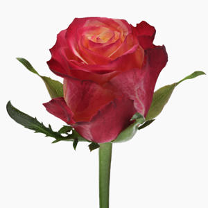 20x Rosa mai tai 50cm